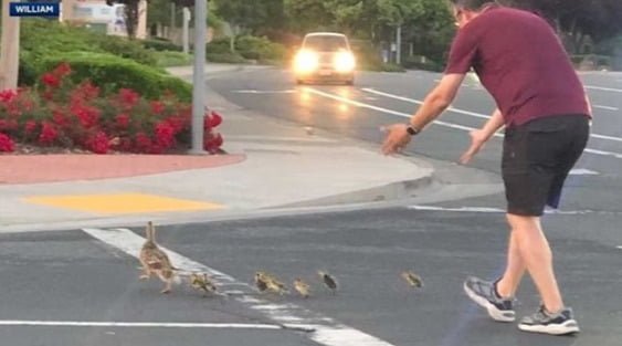 Маж во Калифорнија им помогна на патки да го поминат патот а потоа загина