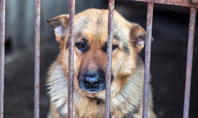 Три лица каснати од кучиња скитници во Скопје