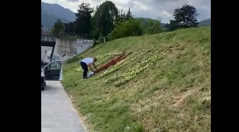 (Видео) Маж краде цвеќиња засадени на јавна површина во Тетово