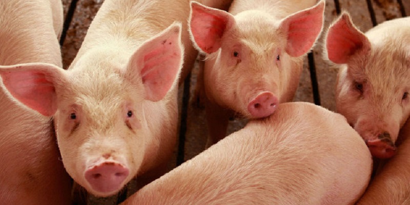 Потврден нов случај на африканска чума кај питома популација на свињи