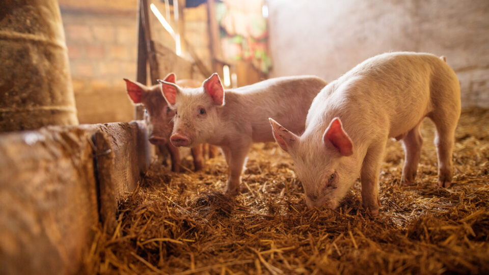 Се истребува африканската чума кај свињите во Македонија, уништени се 4.891 грло