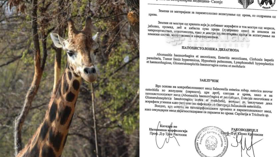 Жирафата Каспер пцовисала од салмонела во скопската Зоолошка градина