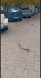 Змија во центарот на Скопје:„Ништо не е искосено, права џунгла“