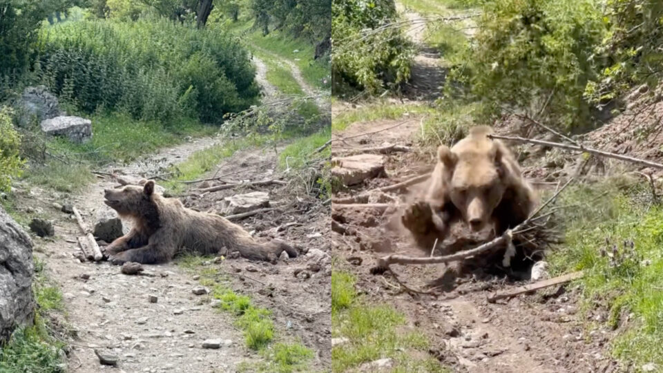 (Видео) Мечка заглавенa во бачило на Шар Планина: беше изорена и исплашена, ја ослободивме по три часа