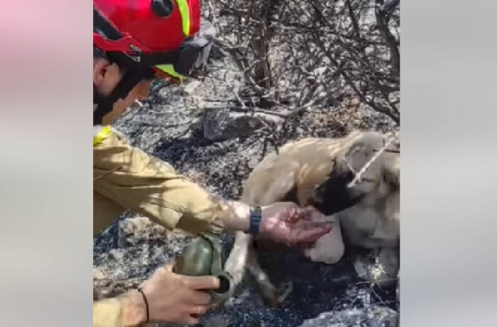 (Видео) Му пијат вода од рака – пожарникар спаси две кучиња од пожарите во Грција