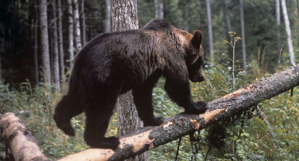 Мечка и две мечиња убиени во Жировница