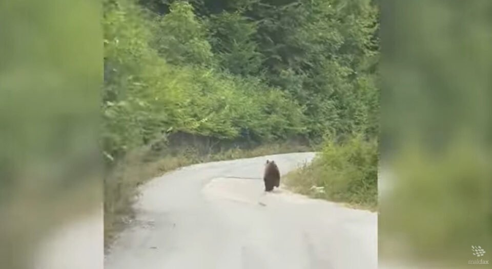 (Видео) Исплашена мечка бегаше од автомобили, снимена на патот кон Битуше