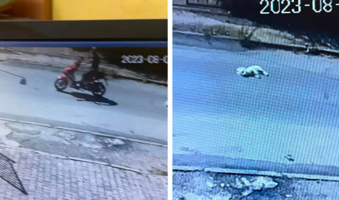 (Видео) Моторџија прегази куче и избега, сопственикот на миленичето побара казна и објави снимка