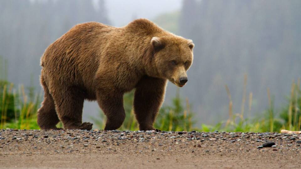 Анима мунди: Грабежот на природните ресурси по планините, ги симна мечките по селата