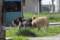 Две лица искасани од кучиња скитници во Скопје