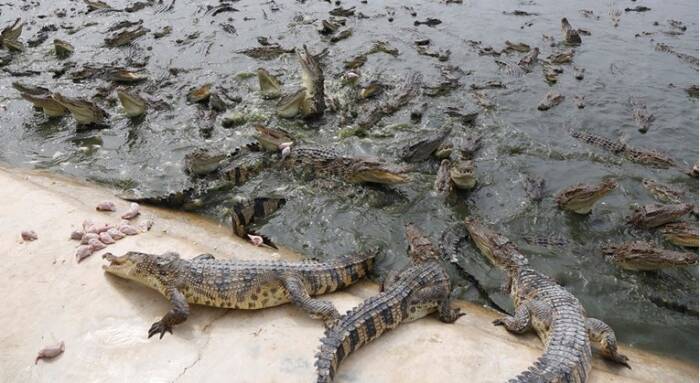 Паника во Кина: најмалку седум лица загинаа во лизгање на земјиштето, 75 крокодили избегаа од фарма