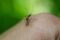 По петти пат ќе се прска против комарци во Скопје