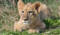 Пронајдено младенче лав на патот во Суботица