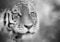Сибирската тигрица Надја угина од старост во скопската Зоолошка градина
