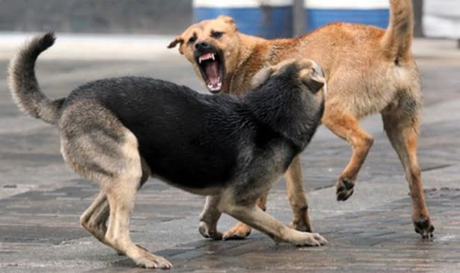Тројца скопјани искасани од кучиња
