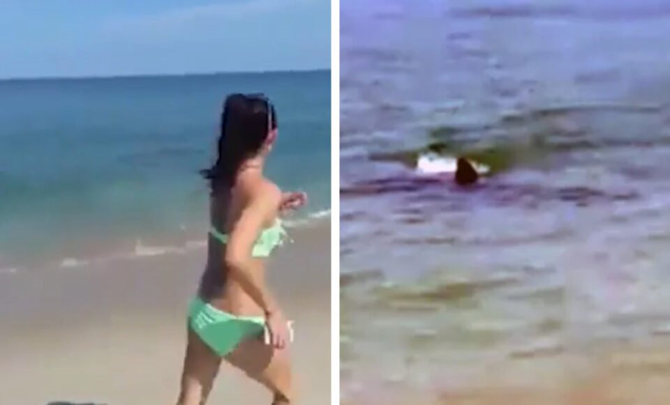 (Видео) Голема бела ајкула снимена на плажа во САД: Пливаше во плитко, а потоа настана паника