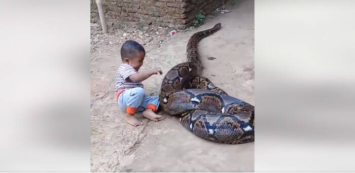 Видео со дете кое игра со џиновска змија го остави интернетот во шок