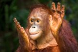 Orangutan.jpg