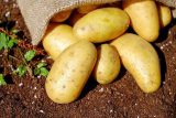 Potatoes 1585075 640.jpg