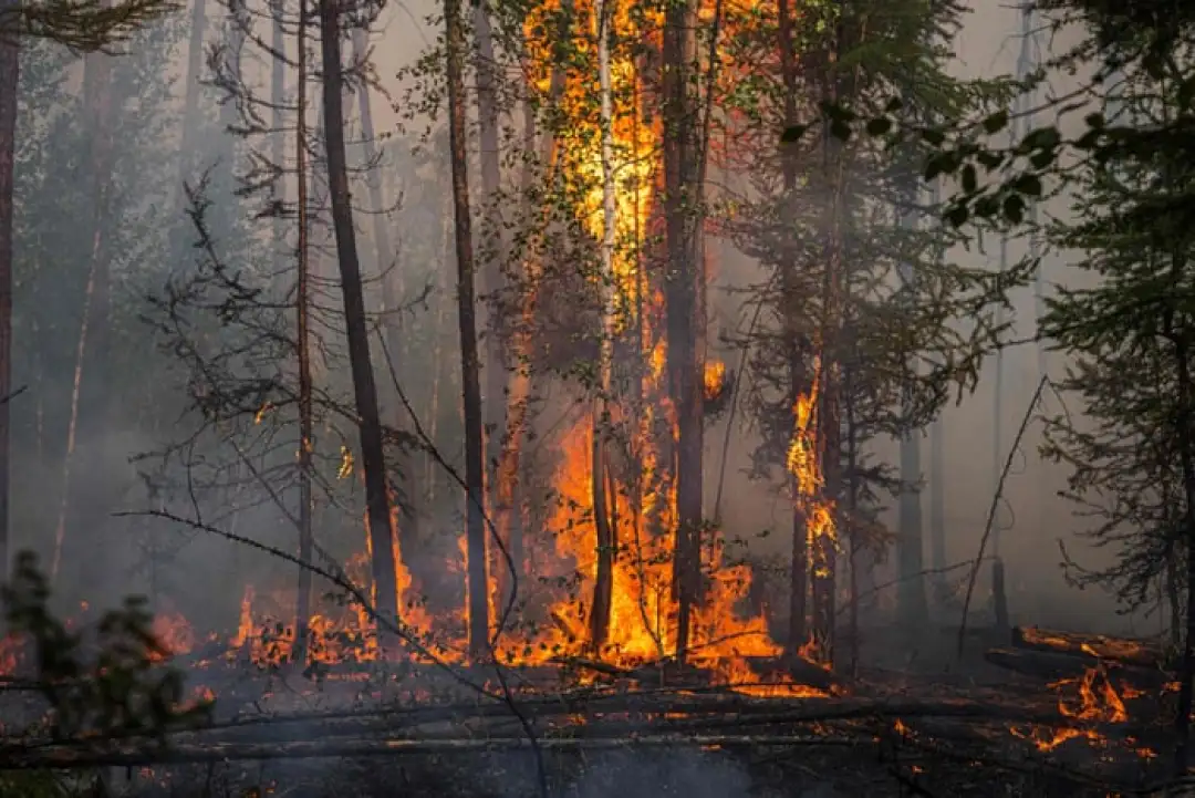 Се уште беснеат пожари во источна Русија, кои избувнаа на 217 локации и зафатија површина од 837.813 хектари.