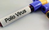 Poliovirus.jpg