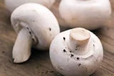 Agaricus Pechurki.webp.webp