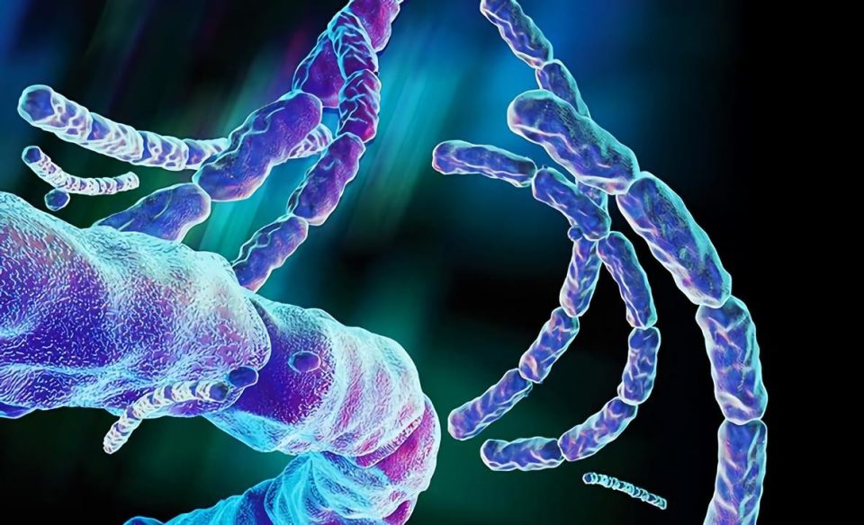 1571404135 bacillus anthracis vaccines 1.jpg