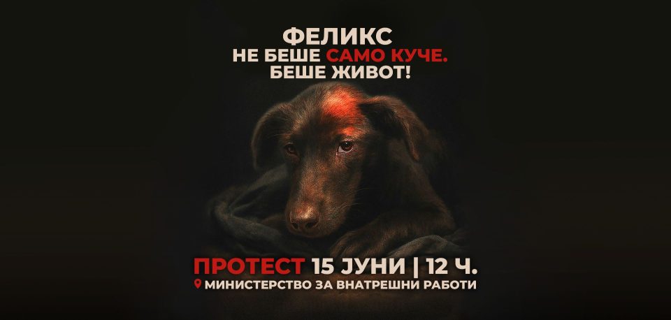 Feliks kuce.jpg