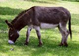 Donkey in clovelly north devon england.jpg