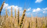 Grano.jpg