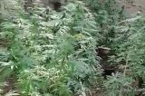 Marihuana 1.jpg