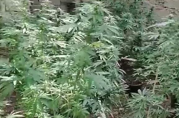 Marihuana 1.jpg