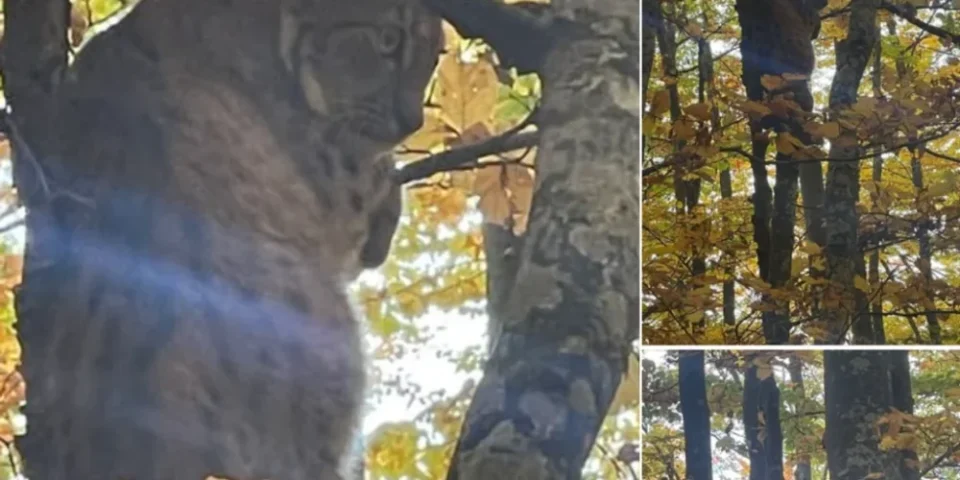 Rreqebulli 1024x576.webp 1000x500 1.webp.webp