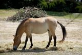 Wild horse gff9a25fbf 1280 696x464 1.jpg
