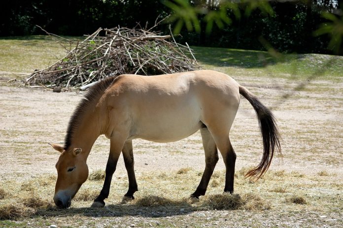 Wild horse gff9a25fbf 1280 696x464 1.jpg