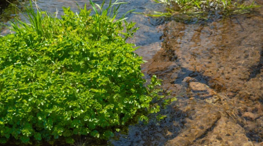 140679 shutterstock 1964188726 f.webp 900x500 1.webp.webp