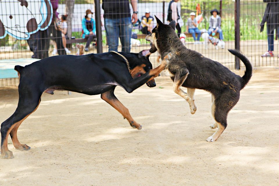 Borba so kucinja 960x640 1.jpg