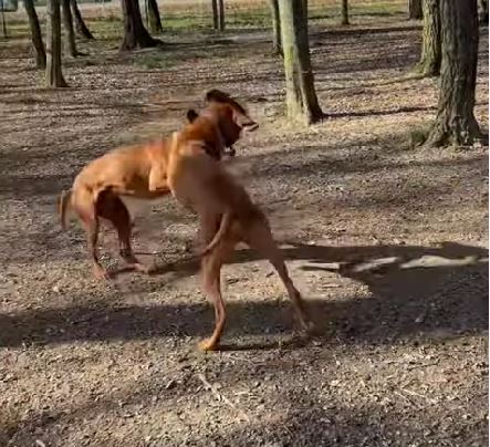 Borbi so kucinja.jpg