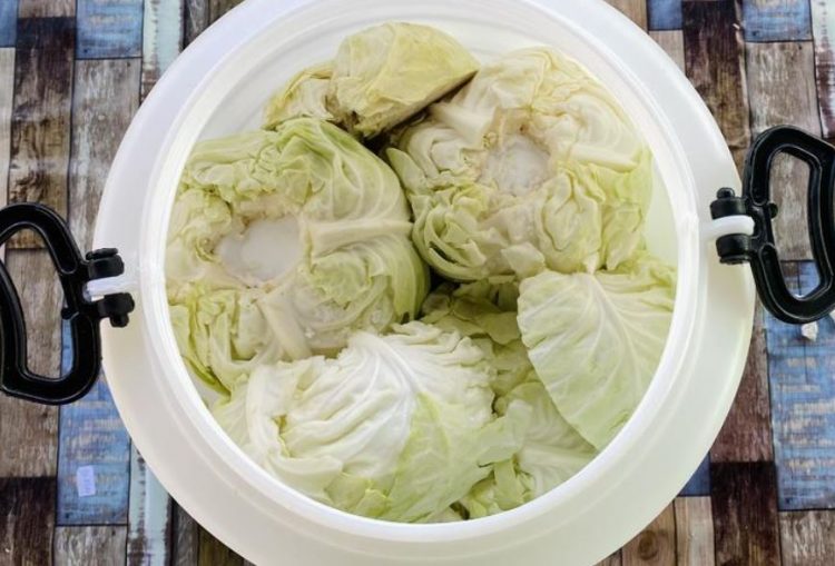 Zelka letina 750x509 1.jpg