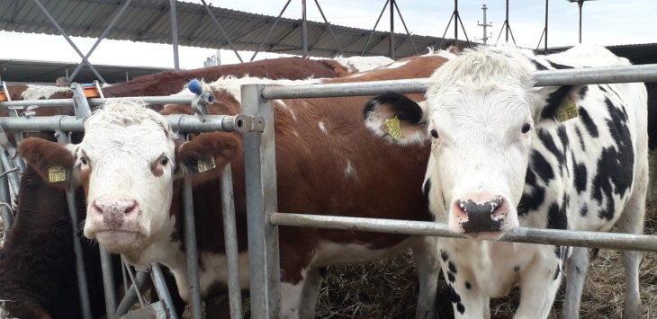 20221105175315 big 730x400 14.webp.webp