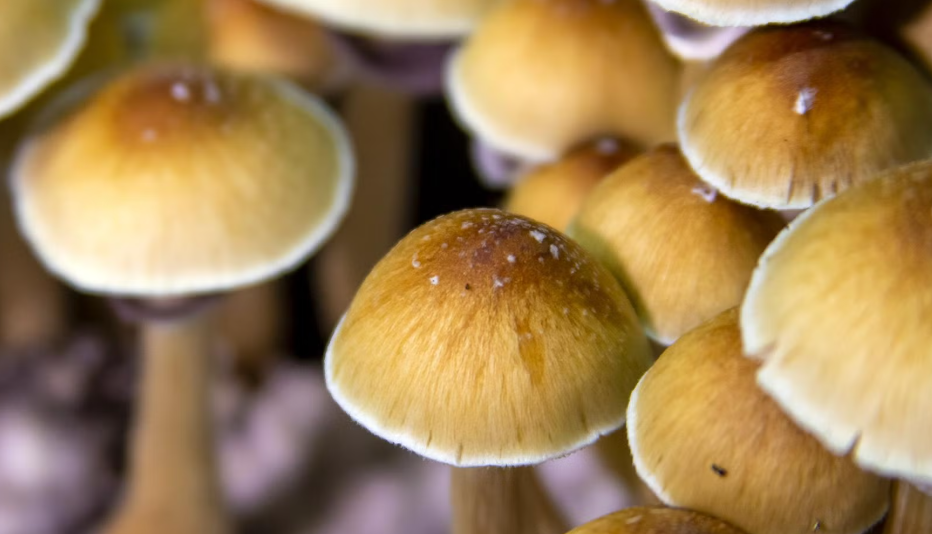 Image 2025 12 12 211327293.png