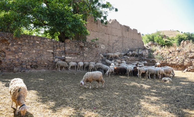 Ivk 8673a 800x534 780x470 1.jpg