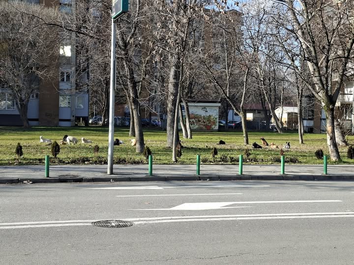 Kucinja glutnica.jpg