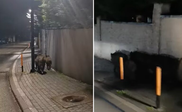 Svinji 768x475 24.jpg