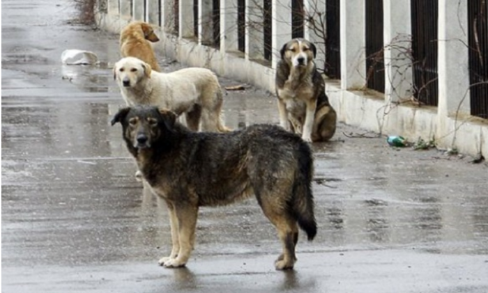 Kucinja skitnici 255557.png