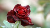 Romantic rose flower 2020 nature plant hd photo 2560x1440.jpg