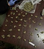 Marihuana zaplena 4.jpg