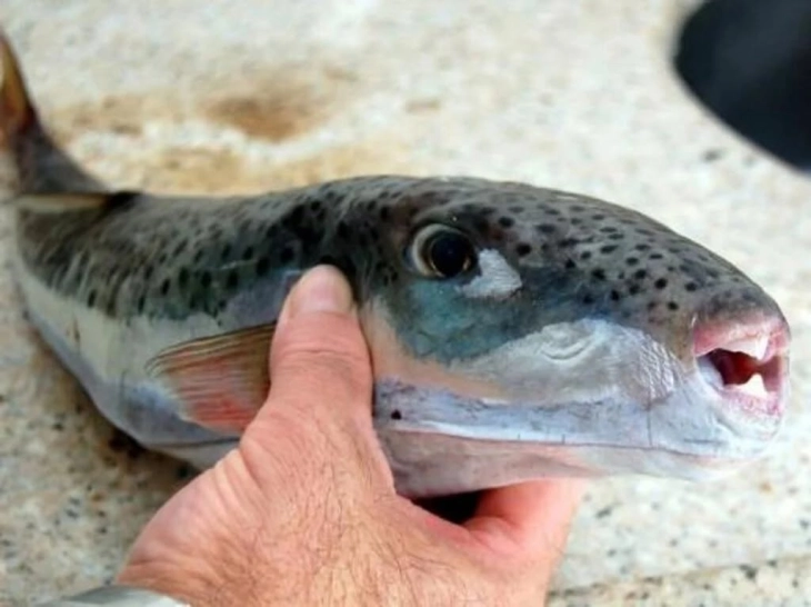 20260625224516 big 730x400 49.webp.webp