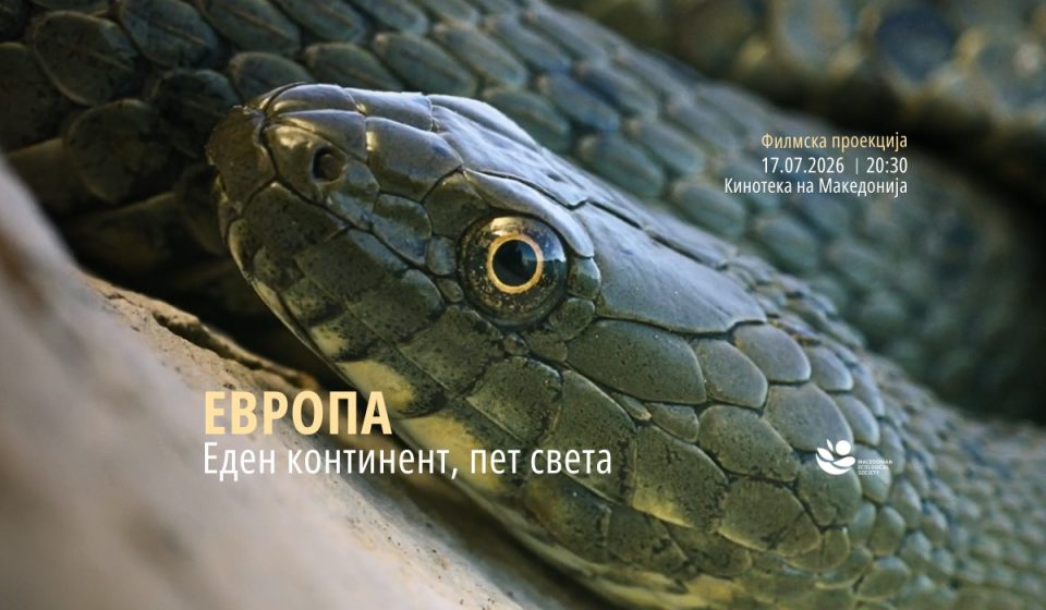 Filmska proekcija foto.jpg