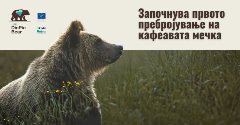 Life dinpinbear 07092026.png